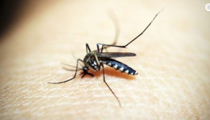 Brasil atinge 1.600 mortes por dengue, número 35% maior do que todo o ano de 2023