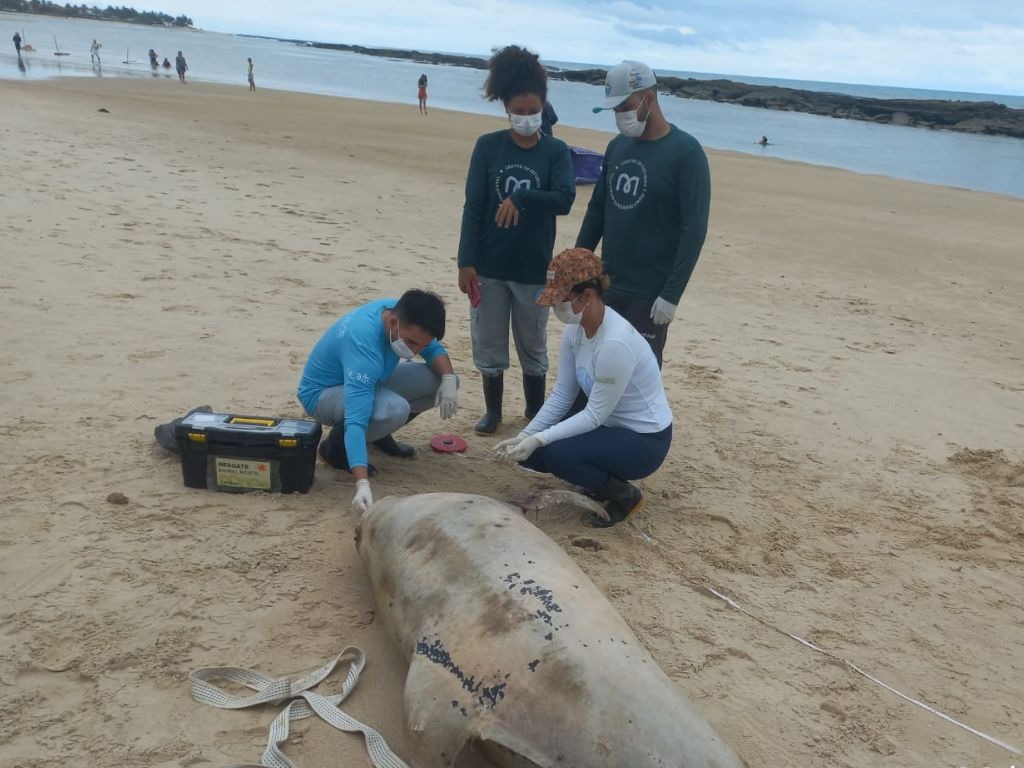 VÍDEO: Golfinho aparece morto em praia do Litoral Sul do RN