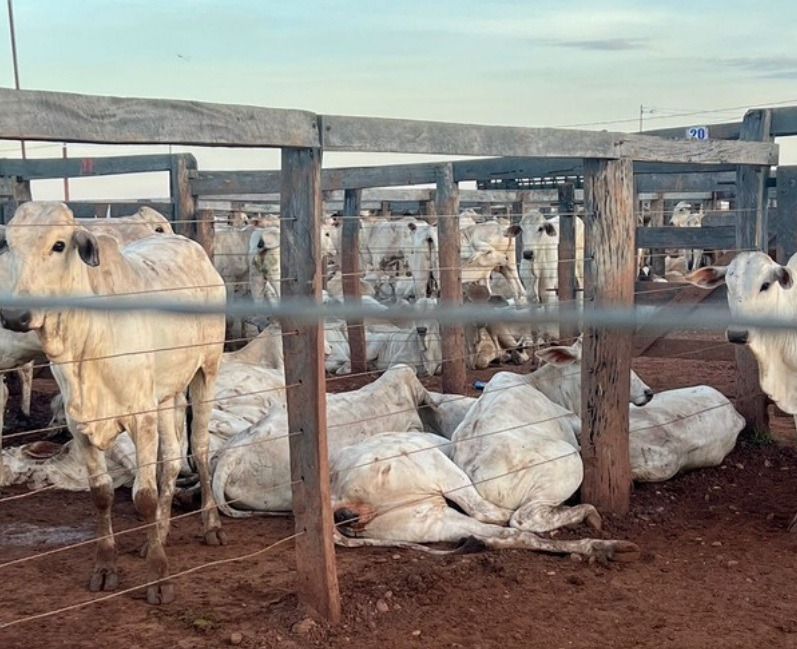 Mais de 80 bois morrem eletrocutados em curral de leilão e prejuízo passa de R$ 200 mil