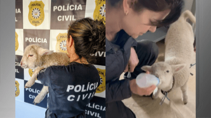 Filhote de ovelha é resgatado amarrado em apartamento