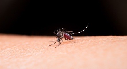 Brasil tem alta de 38,2% nos casos prováveis de dengue