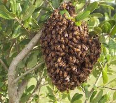 VÍDEO: Abelhas atacam foliões em praia do litoral Sul do RN