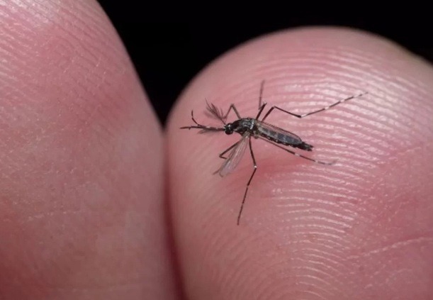 Natal tem 25 bairros com alto risco de epidemia de dengue; confira