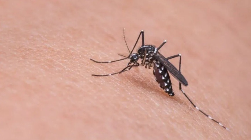 Brasil ultrapassa 650 mil casos de dengue