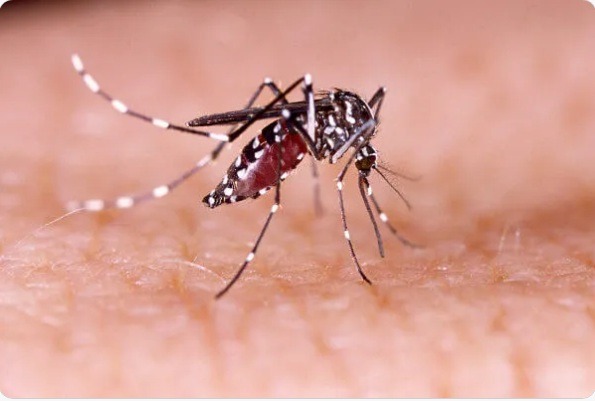 Brasil supera 650 mil casos e 100 mortes por dengue em menos de dois meses 