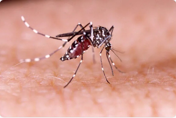 Sesap orienta municípios do RN a intensificar vigilância dos casos de dengue