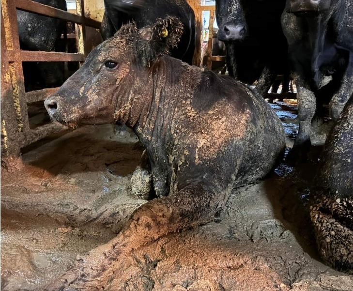 Esterco de 19 mil bois do Brasil infesta o ar de cidade da África do Sul