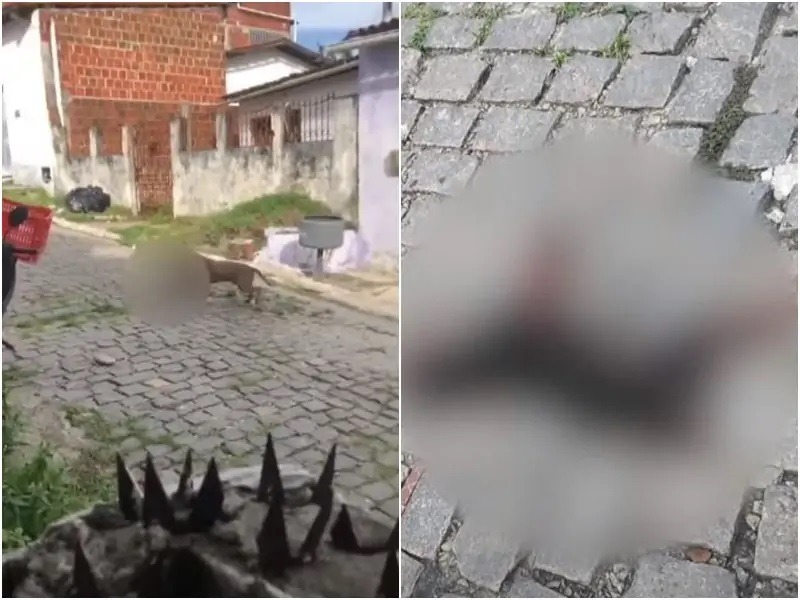 Pitbull solto na rua ataca e mata outro cachorro na Zona Norte de Natal