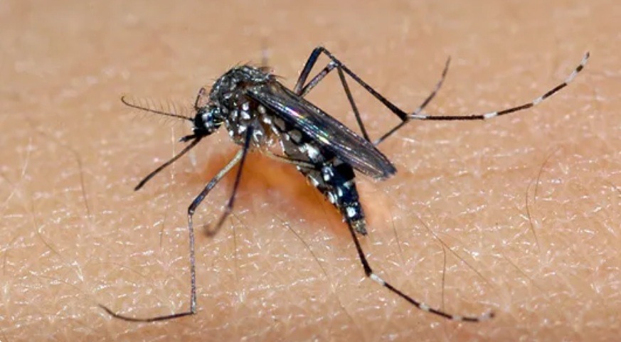 Natal decreta situação de emergência em virtude do aumento de casos de dengue