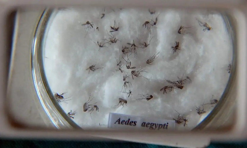 Saiba quais bairros de Natal estão em situação mais crítica em casos de dengue