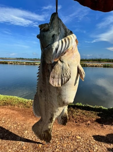 VÍDEO: Peixe de quase 200 quilos é encontrado em fazenda de produção de camarão no RN