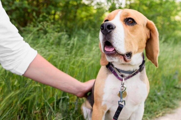 Médico-veterinário tira a dúvida: Pets podem pegar dengue?