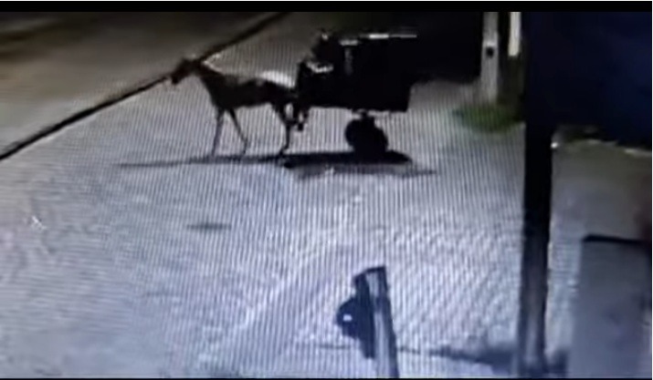 VÍDEO: Bandidos roubam contêiner de empresa que faz coleta de lixo em Parnamirim