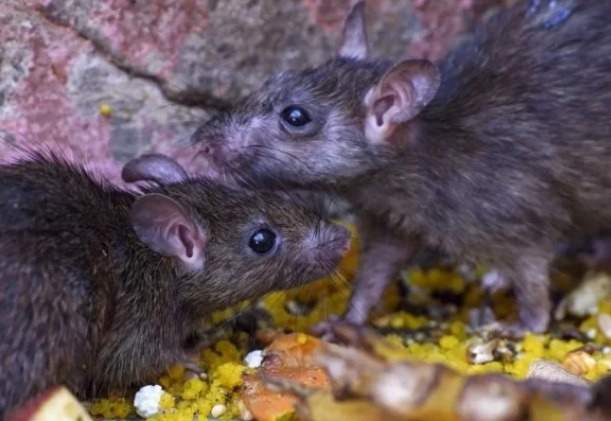 Ratos invadem delegacia e comem maconha apreendida