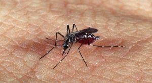 Brasil se aproxima de 2 milhões de casos de dengue