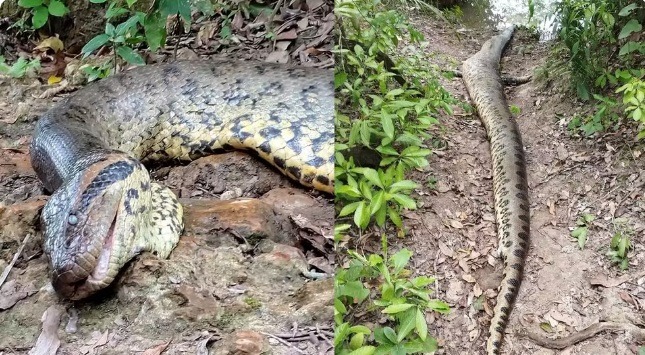 Sucuri gigante que viralizou é achada morta em Bonito