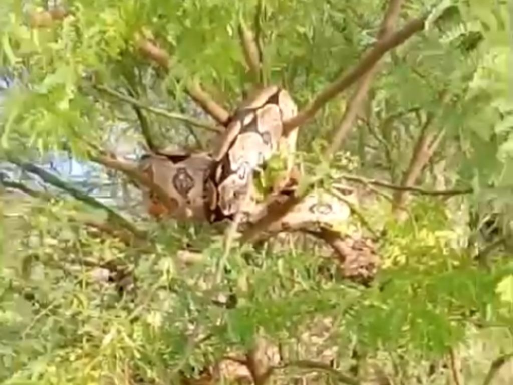 VÍDEO: População registra cobra gigante em açude no RN