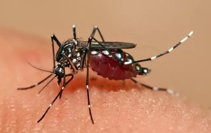 Casos prováveis de dengue no RN em 2024 ultrapassam os registrados em todo o ano de 2023