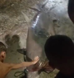 VÍDEO: Pescadores capturam tubarão em município do RN; assista