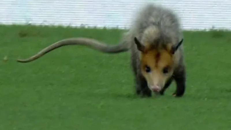 VÍDEO: Gambá "passeia" no Estádio do Maracanã antes de Flamengo x Amazonas; assista