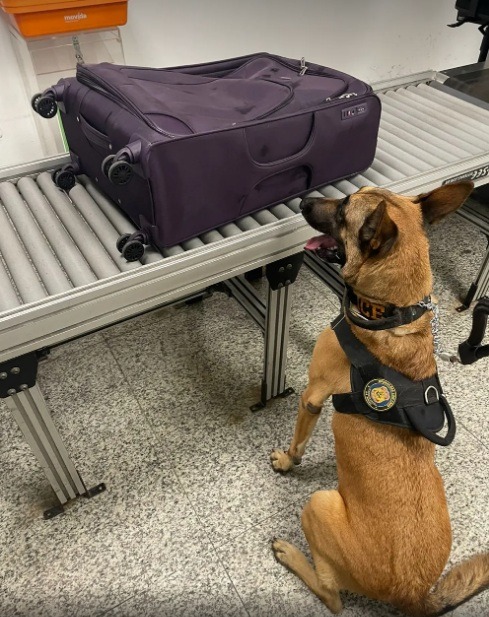 Justiça Federal condena dupla que tentava embarcar com quase 3 kg de cocaína do Aeroporto de Natal para Espanha