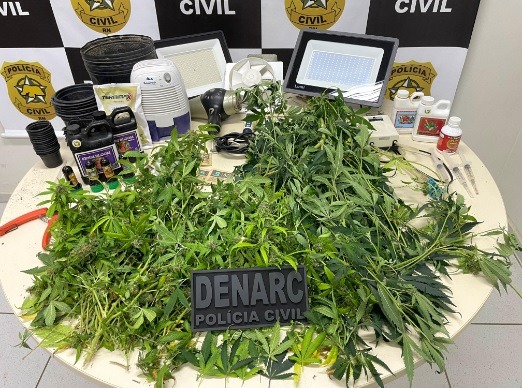 Polícia Civil descobre estufa clandestina e apreende plantações de maconha em Natal