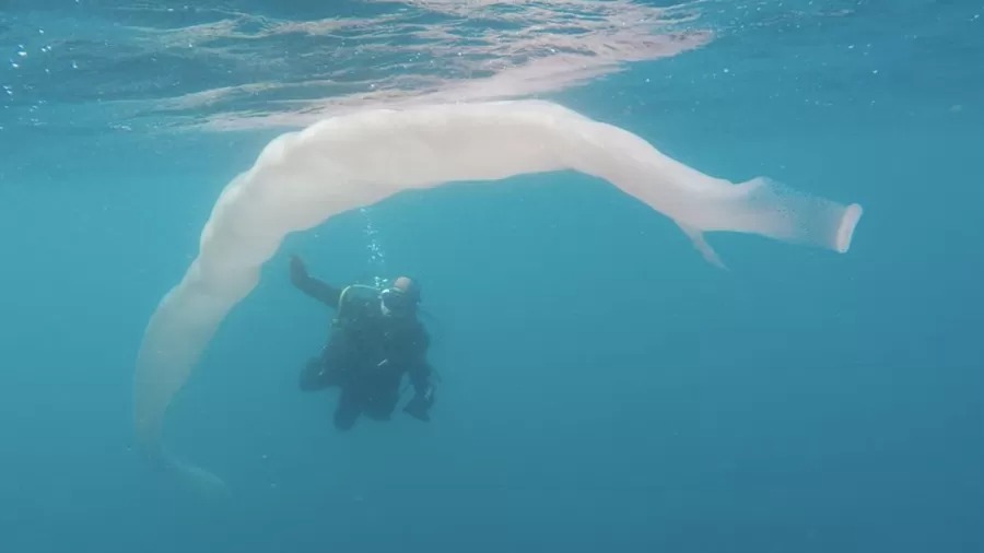 Sinal de alerta: bicho gelatinoso que brilha no escuro invade águas quentes