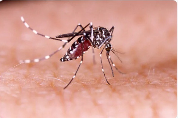Brasil ultrapassa 5 milhões de casos de dengue e bate novo recorde