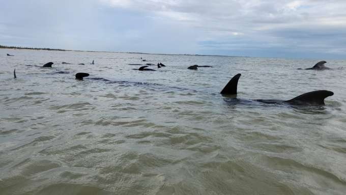 VÍDEO: Baleias ficam encalhadas em praia no litoral Norte