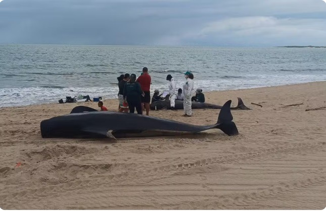 Quatro baleias-piloto morrem após encalhe no Litoral Norte do RN