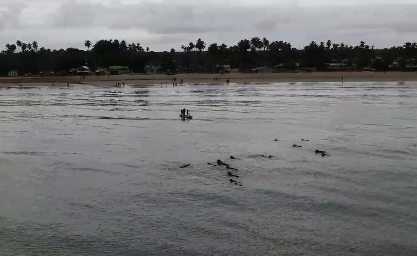 VÍDEO: Baleias ficam encalhadas em praia do Litoral Norte do RN na manhã deste domingo (2)