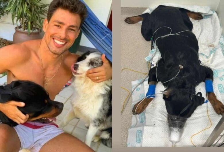 Cerca de 40 cachorros podem ter sido envenenados na Barra da Tijuca