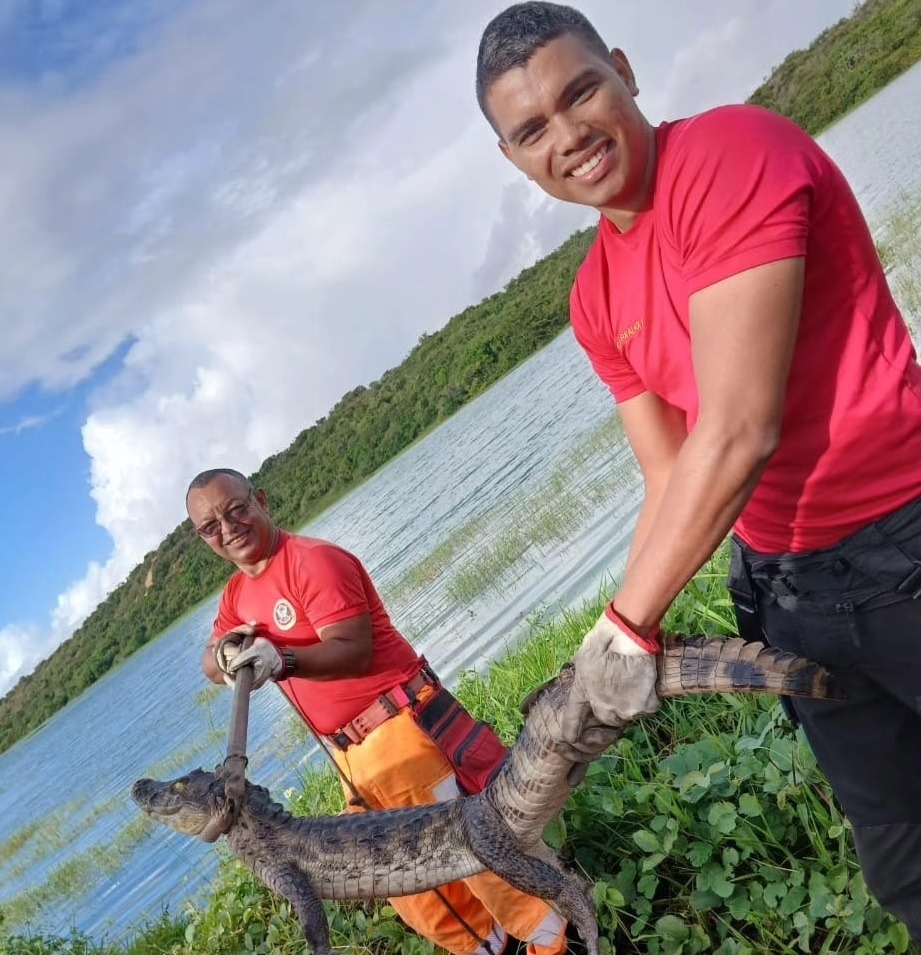 VÍDEO: Assista ao momento em que dois jacarés são capturados no meio da chuva em Natal