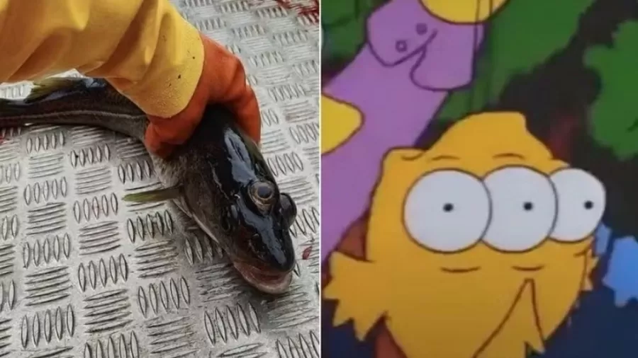 Peixe de três olhos é achado confirmando 'previsão' dos 'Simpsons'