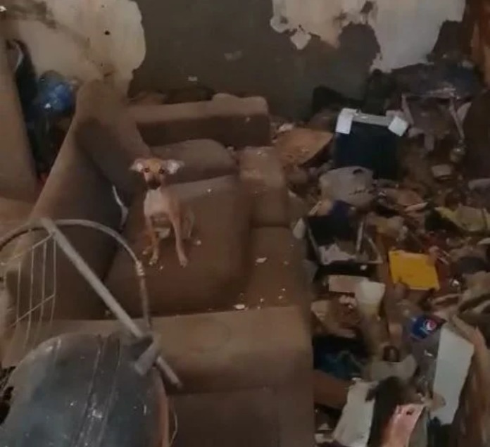 Cães em situação precária são resgatados na zona Leste de Natal