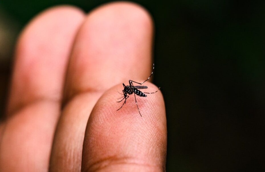 Brasil tem mais mortes por dengue no 1º semestre de 2024 que em 7 anos