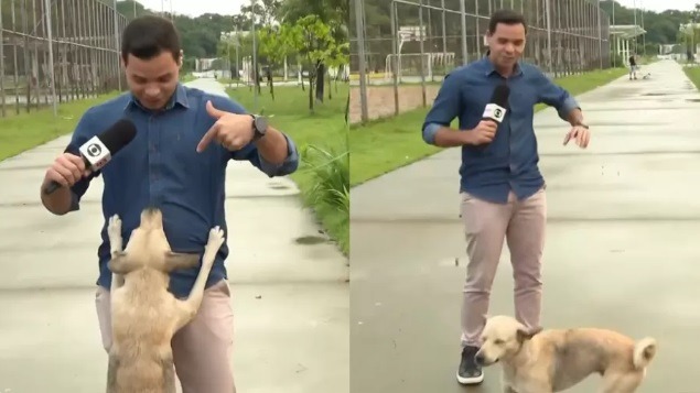 VÍDEO: Cachorro invade transmissão ao vivo pedindo carinho; ASSISTA