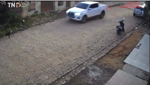 IMAGENS FORTES: Motorista é flagrado atropelando cães no interior do RN; veja 