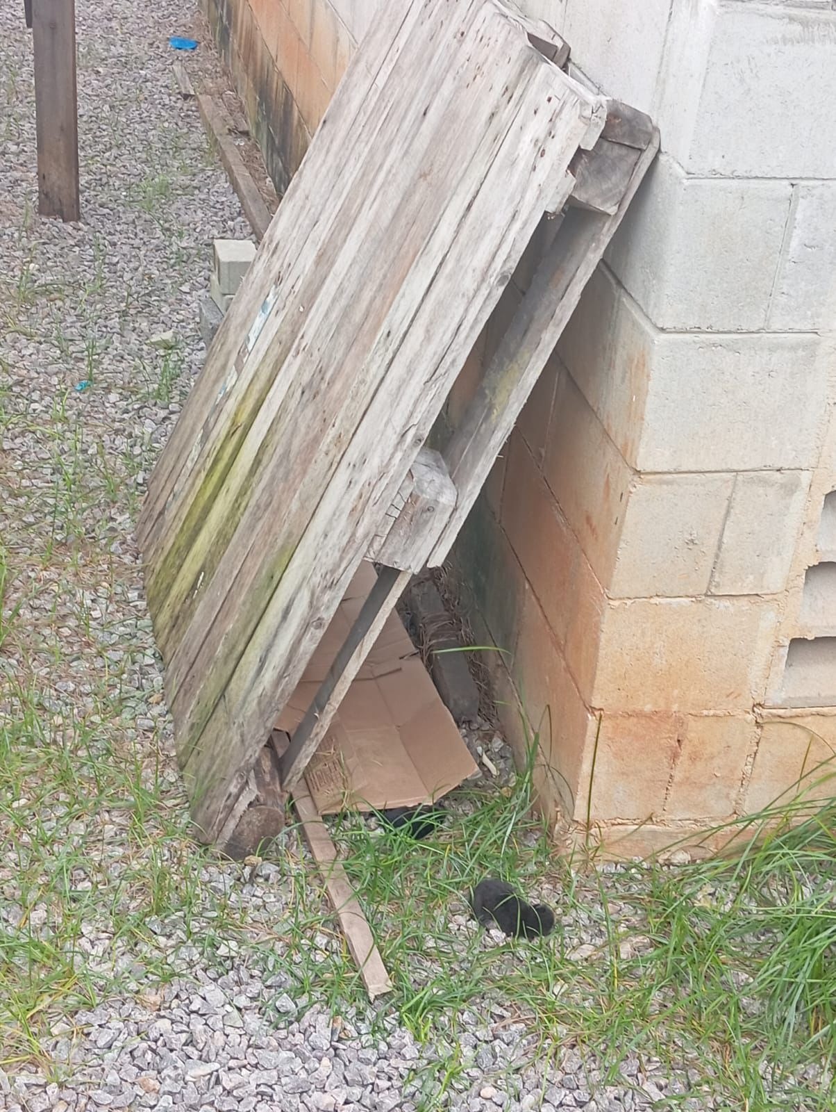 Filhotes de gato abandonados são resgatados após denúncias de envenenamento na zona Sul de Natal 