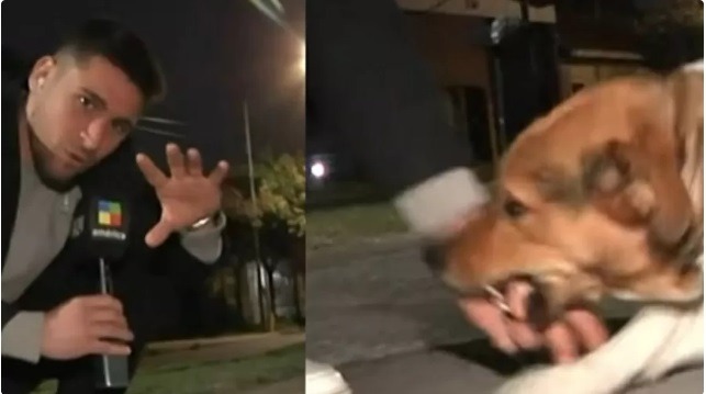 VÍDEO: Repórter faz carinho em cachorro com fama de assassino e é mordido ao vivo