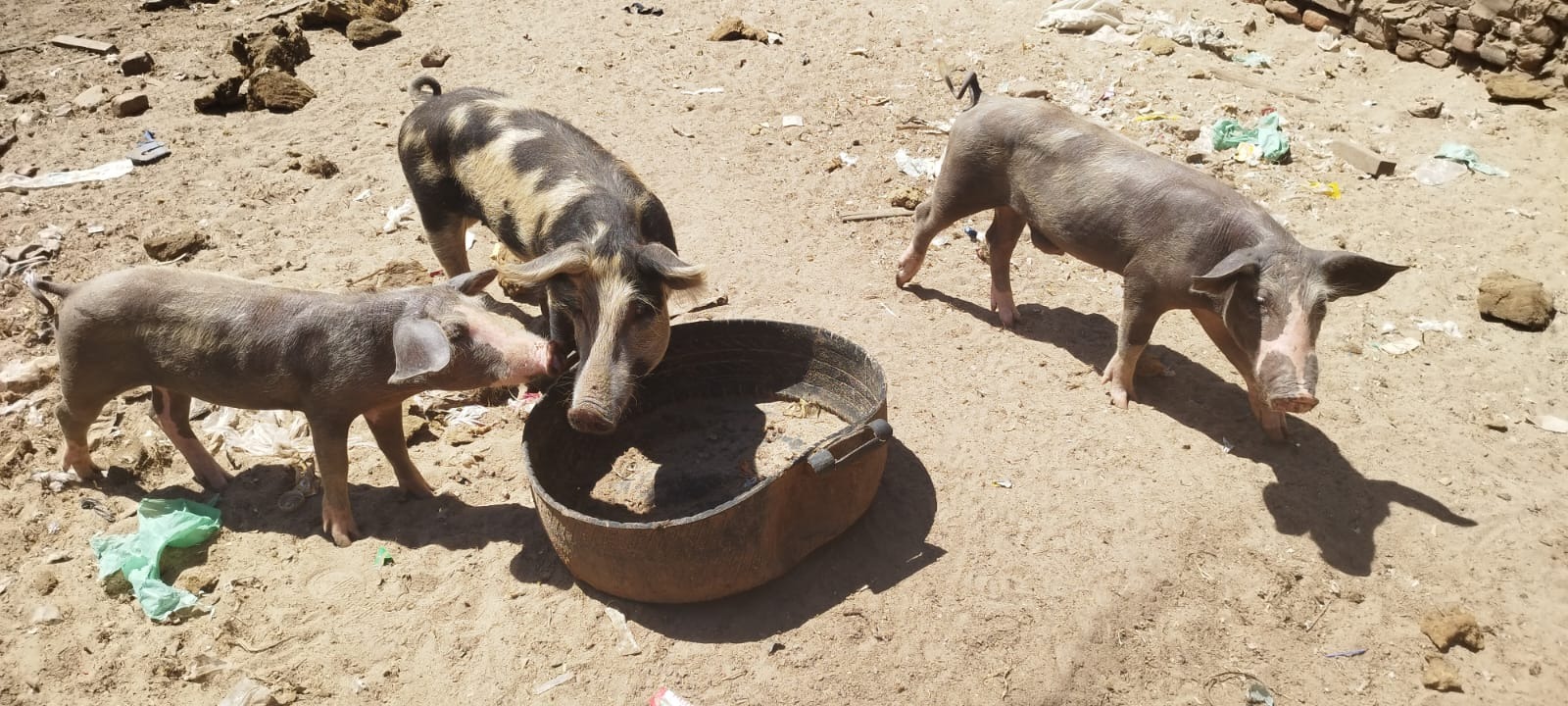 Mais de 30 animais em situação de maus-tratos são resgatados em Apodi; assista