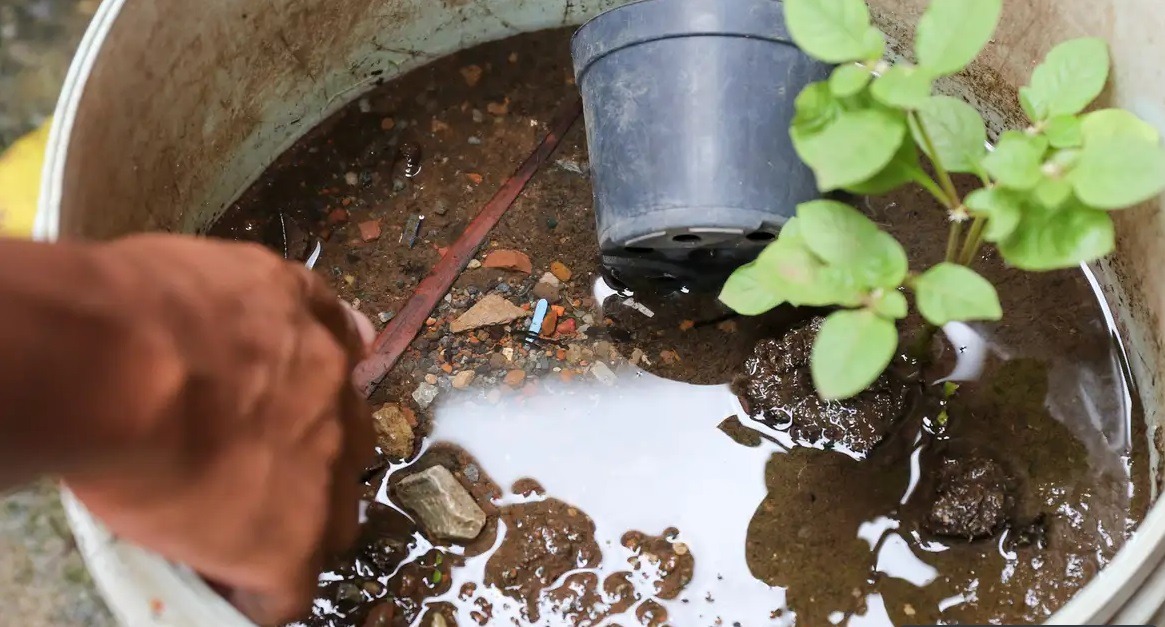 Brasil ultrapassa marca de 5 mil mortes por dengue