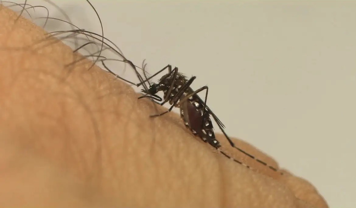 Mosquito é o animal que mais mata no mundo; veja os cuidados
