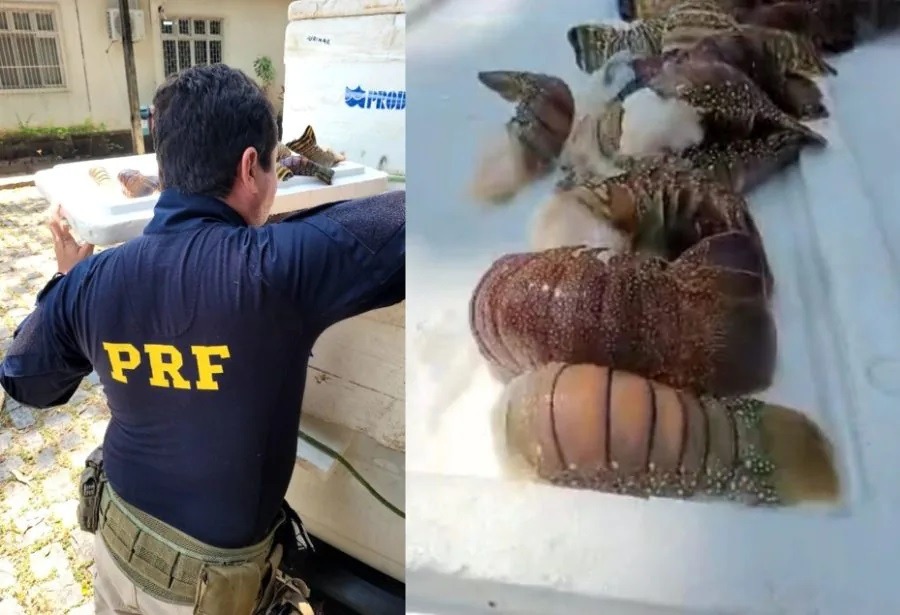 PRF apreende cerca de 300 kg de lagosta na Grande Natal