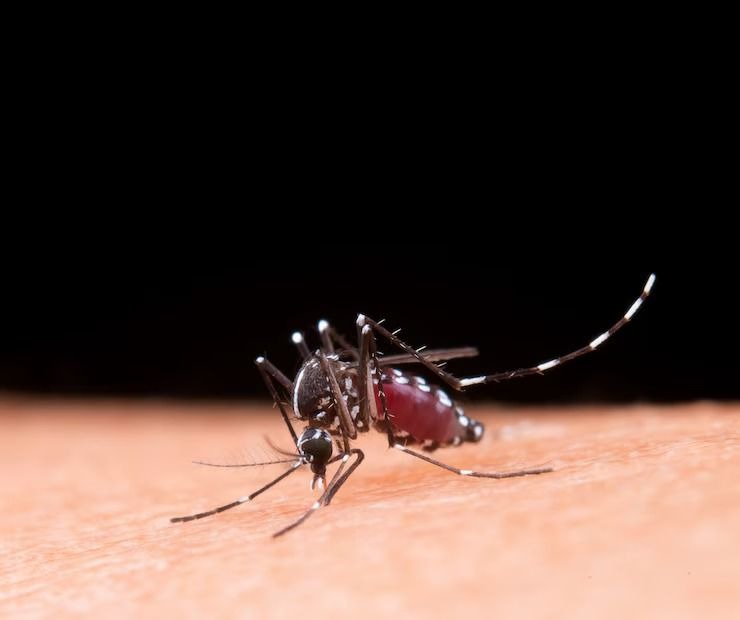 Agosto Verde: mês de alerta para a conscientização e prevenção da leishmaniose
