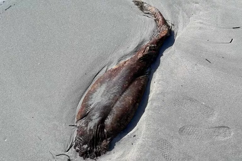 Carcaça de animal marinho em praia australiana deixa geral perplexo: ‘É assustador’