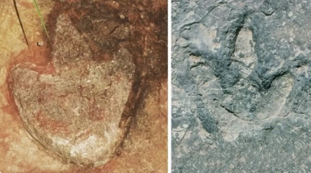 Um pé no Brasil, um na África? Pegadas iguais mostram dino em 2 continentes