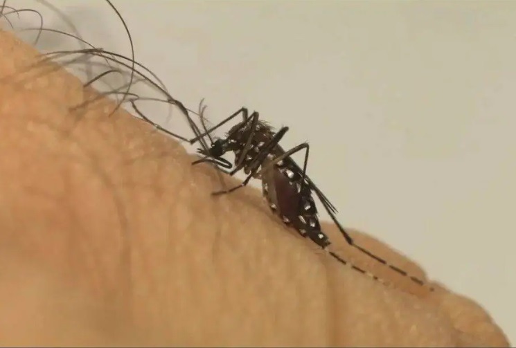 Número de casos suspeitos de dengue aumenta 177% no Estado