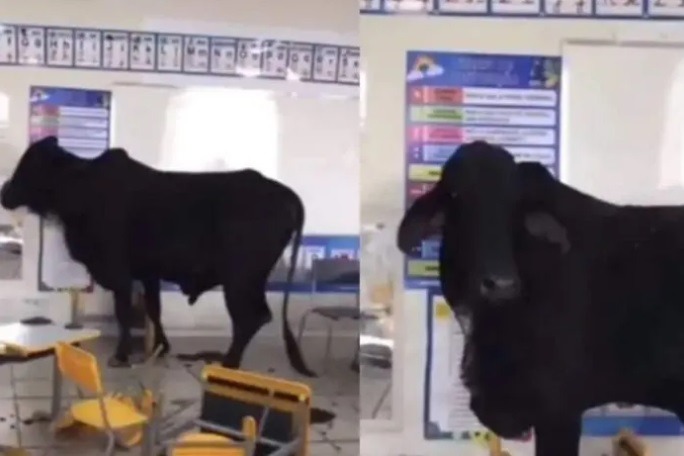 Boi invade escola, entra em sala de aula e fere duas crianças