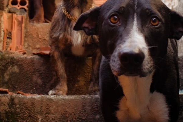 ONG que resgatou cão atingido por disparo será ressarcida das despesas nos cuidados com o animal